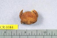 藏品(肥胖禿頭蟹)的圖片